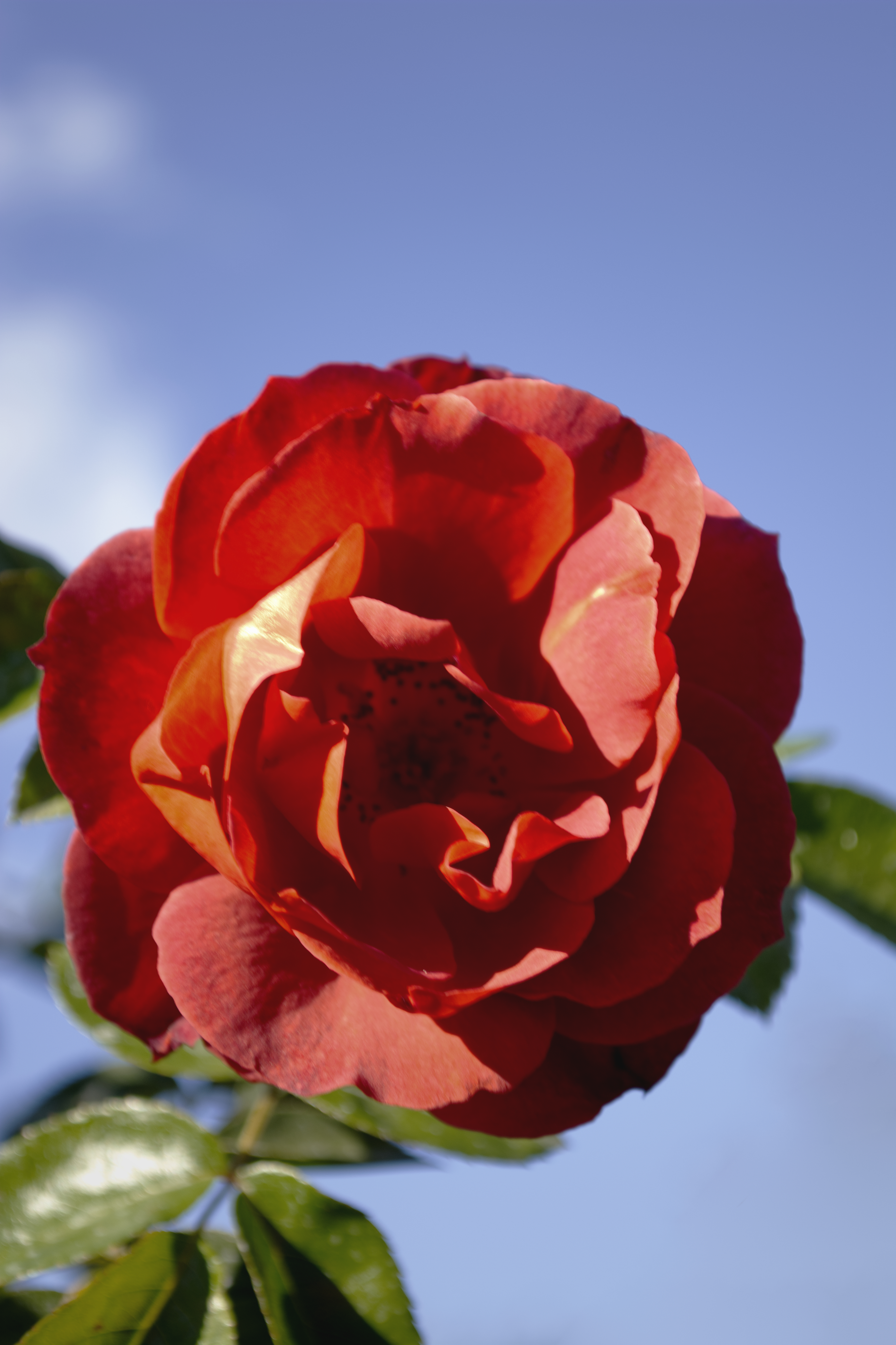 botanical