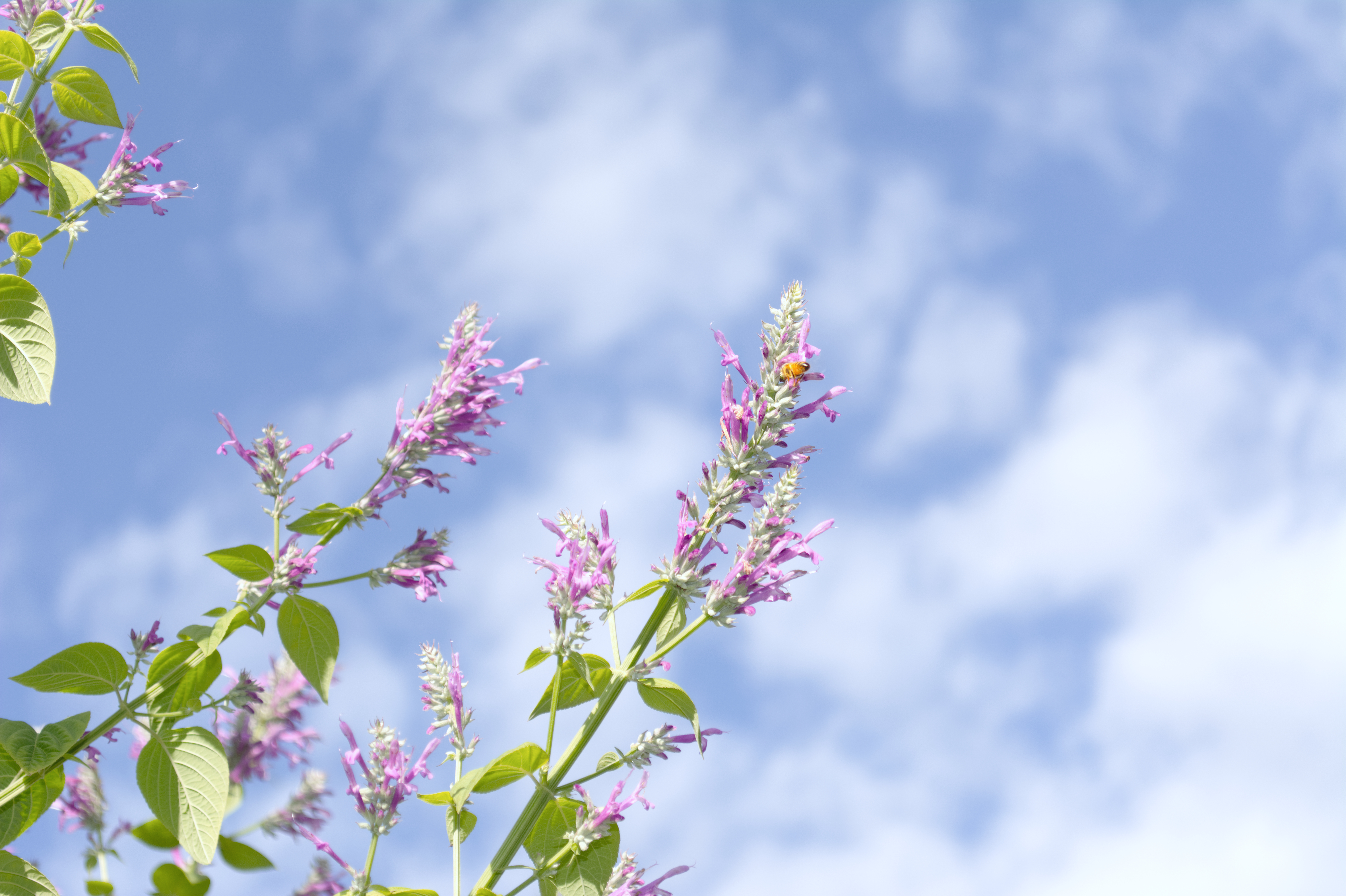 botanical