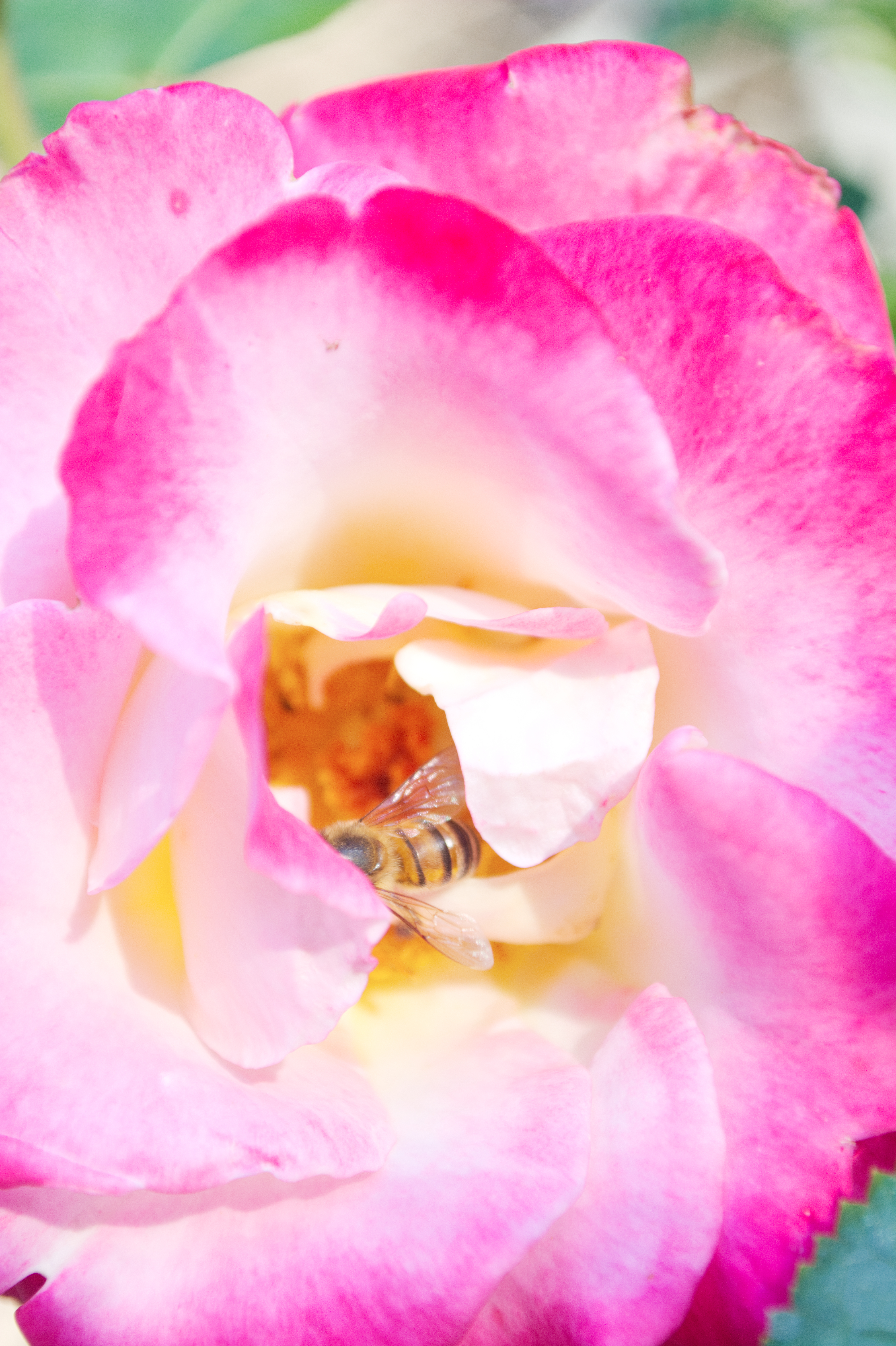 botanical