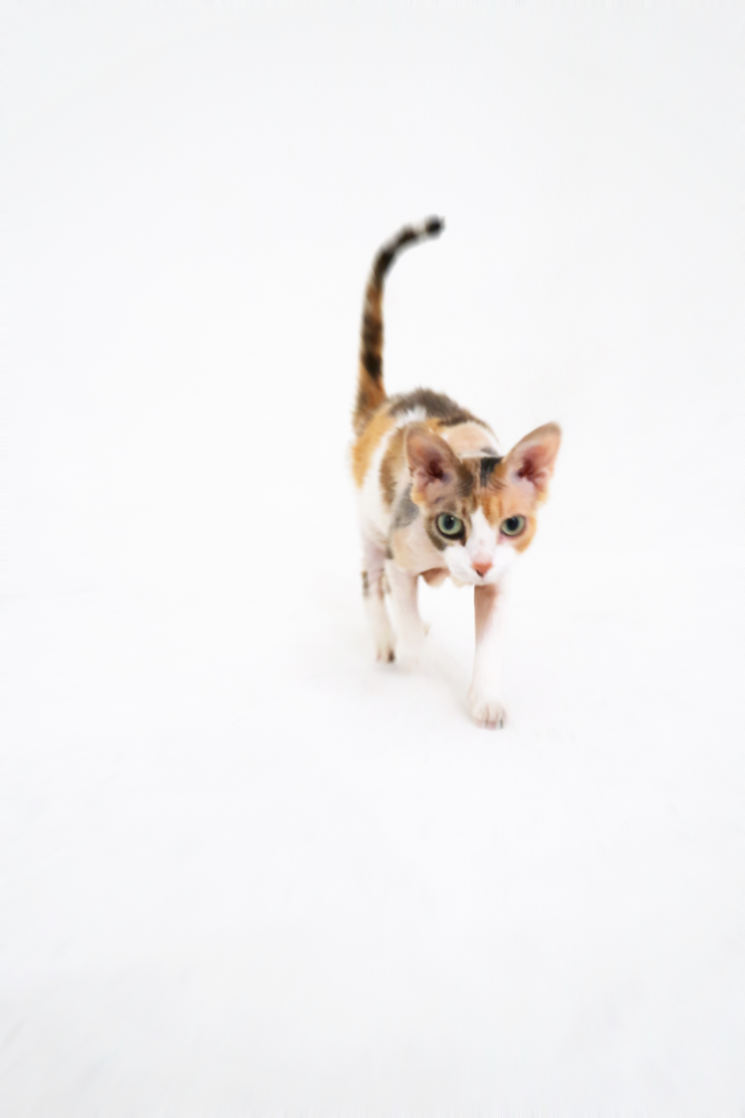 pet